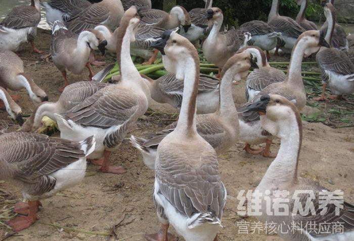 金定鸭吃多少饲料,金定鸭的日龄体重饲养标准