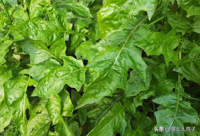 59种野菜大图片,你想要的野菜在这里有,让你轻松识别