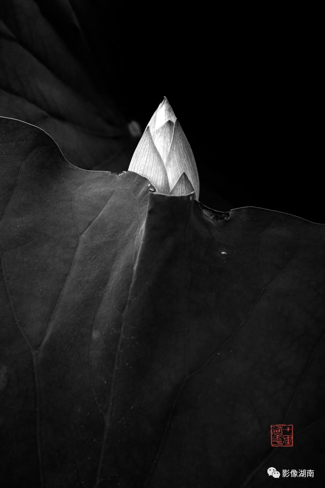 一组高对比黑白荷花图片:微妙的光影,优美的线条,充满质感