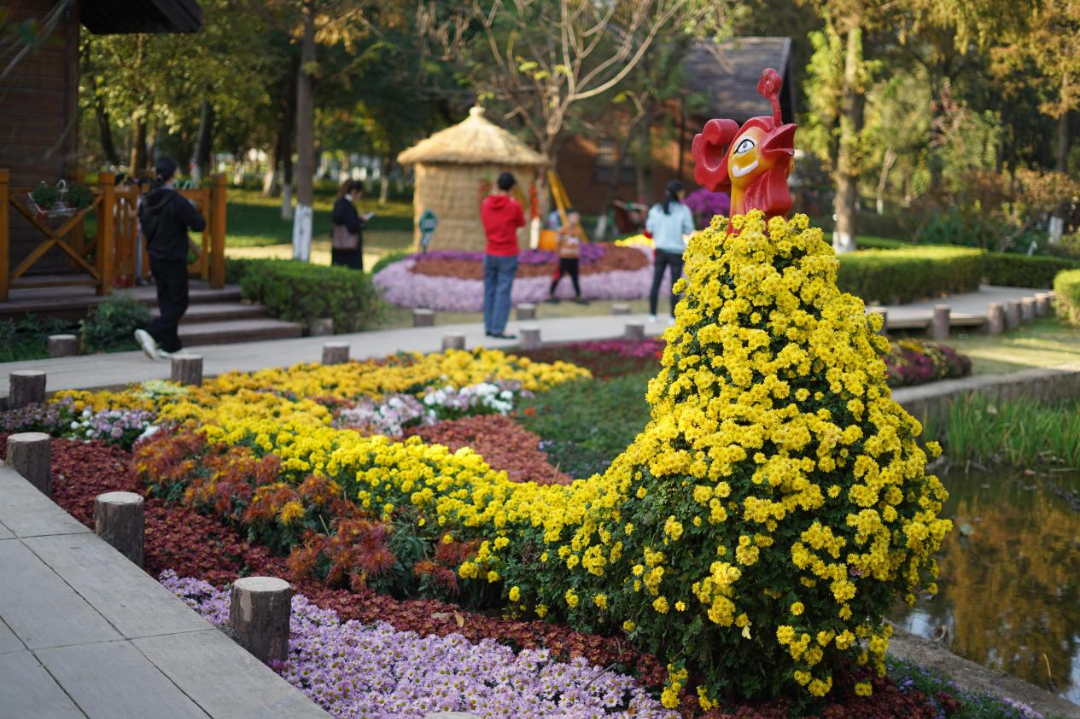 龙湾首届菊花展炫丽开幕,邀你共赏!