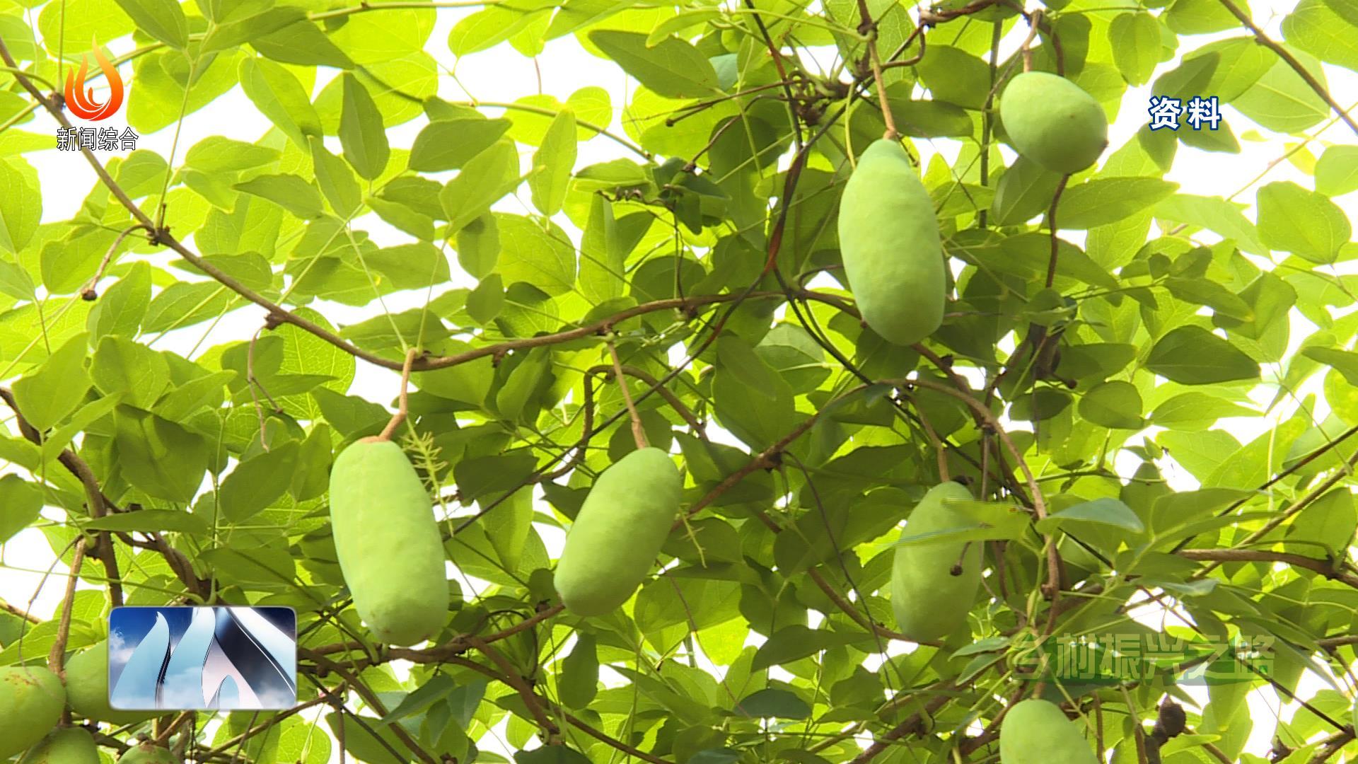 通川区:八月瓜花开正艳