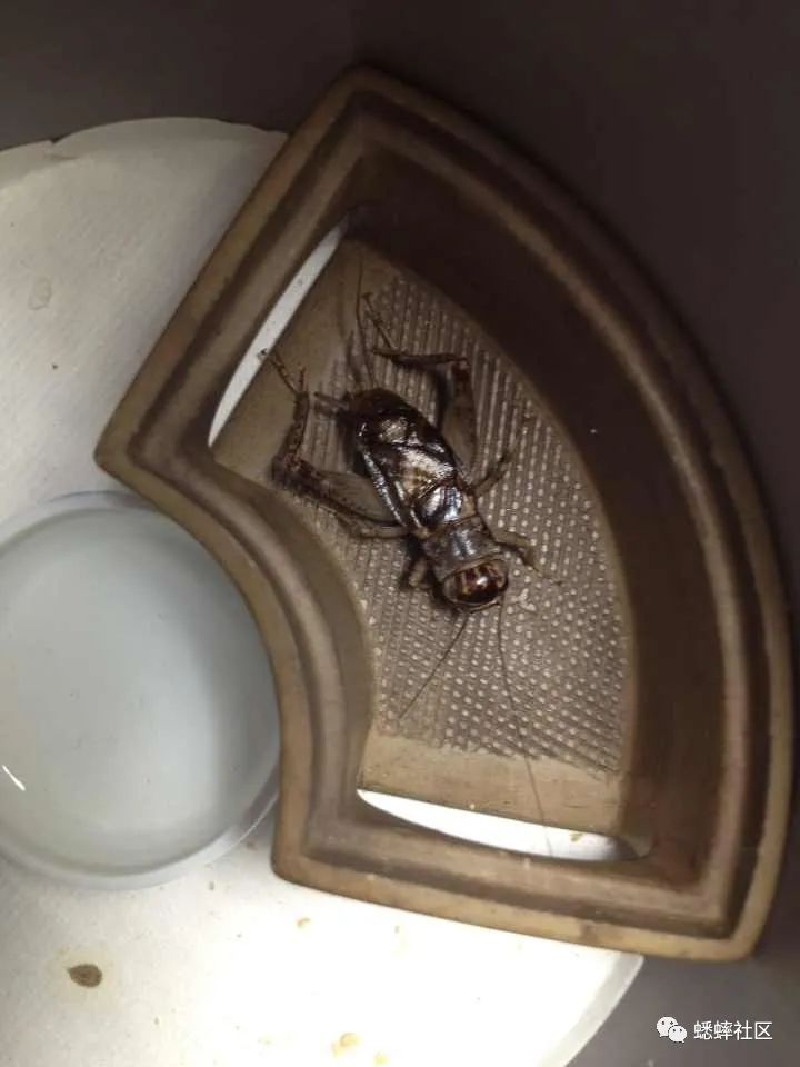 蟋蟀之翠衣黄金翅