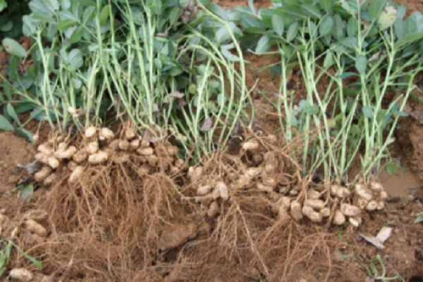 花生是根还是茎