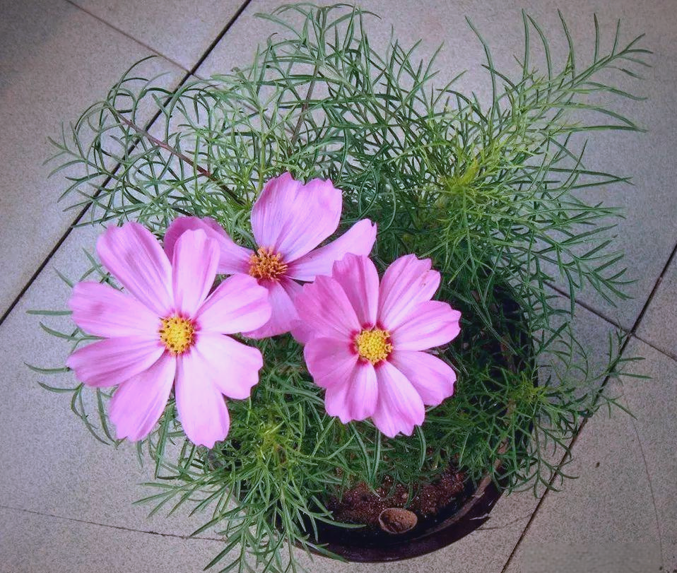 波斯菊盆栽细节展示若将波斯菊栽种在庭院中,其繁茂的花海将构成一道