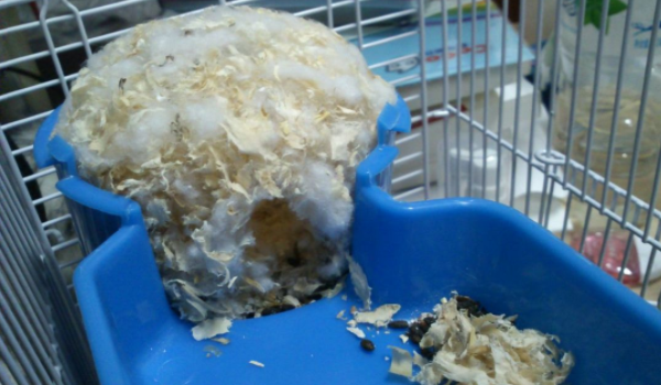 野生仓鼠搭窝的详细过程