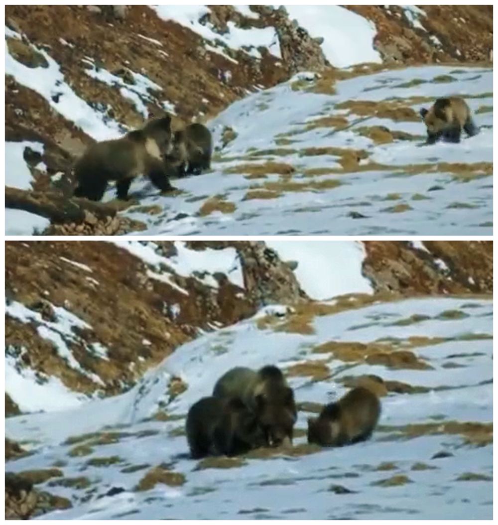 喜马拉雅一只棕熊,刚找到食物狼来了,抢到一口肉回去喂2只幼崽