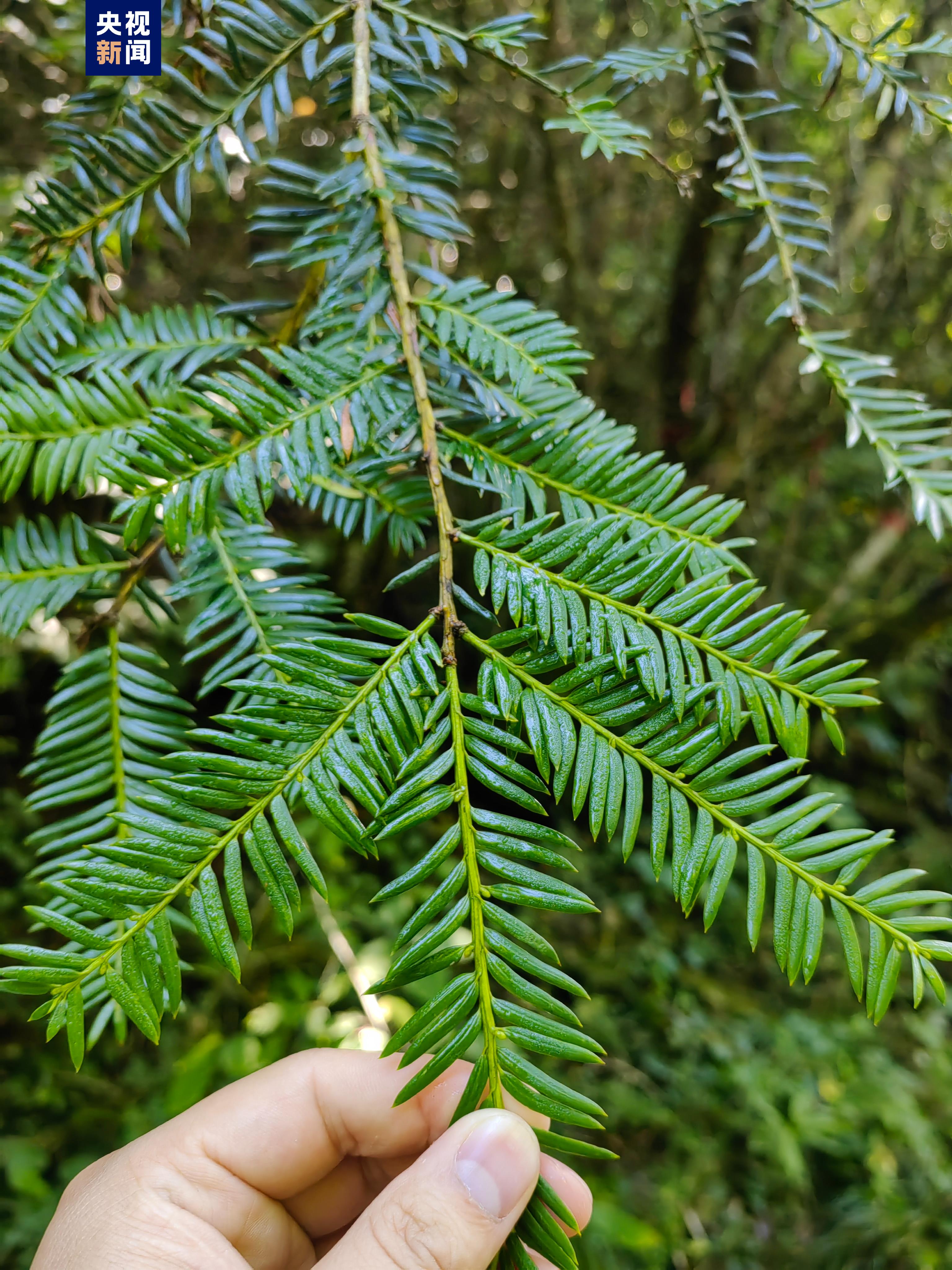 湖北鹤峰发现国家一级珍稀濒危野生红豆杉群