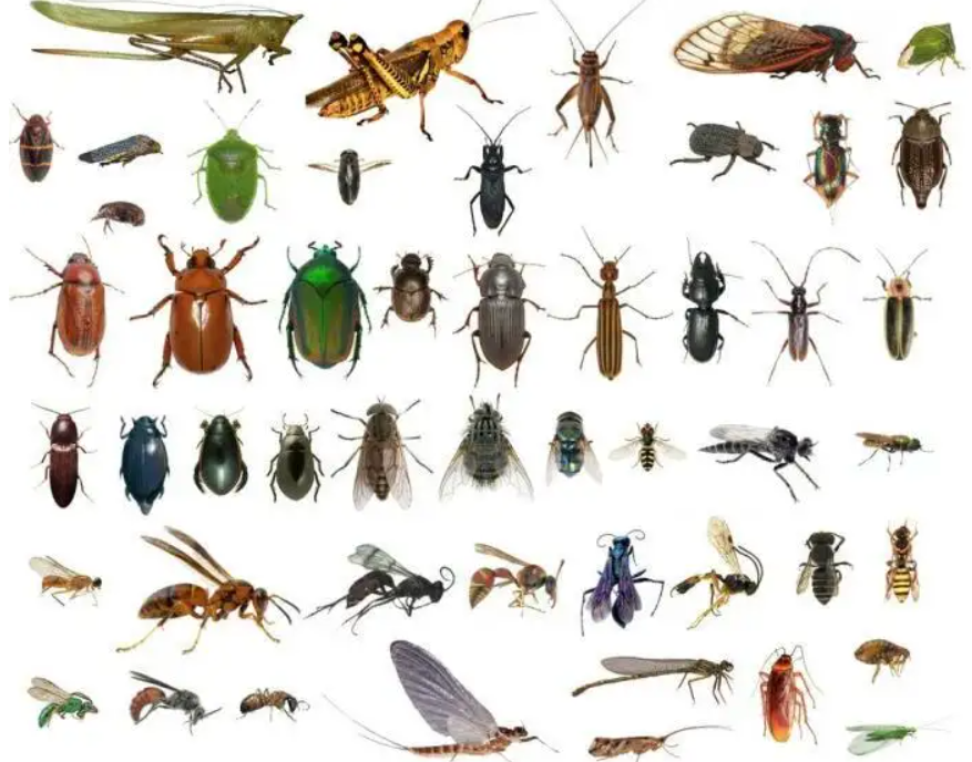 虫子种类大全图片图片