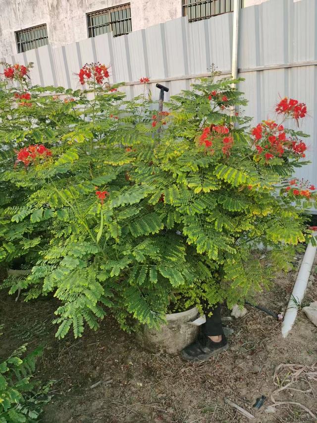 洋金凤的养殖方法和注意事项