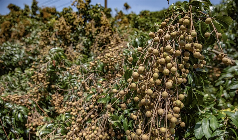 喝帽峰山泉长大!广州白云石硖龙眼丰收,7月底上市