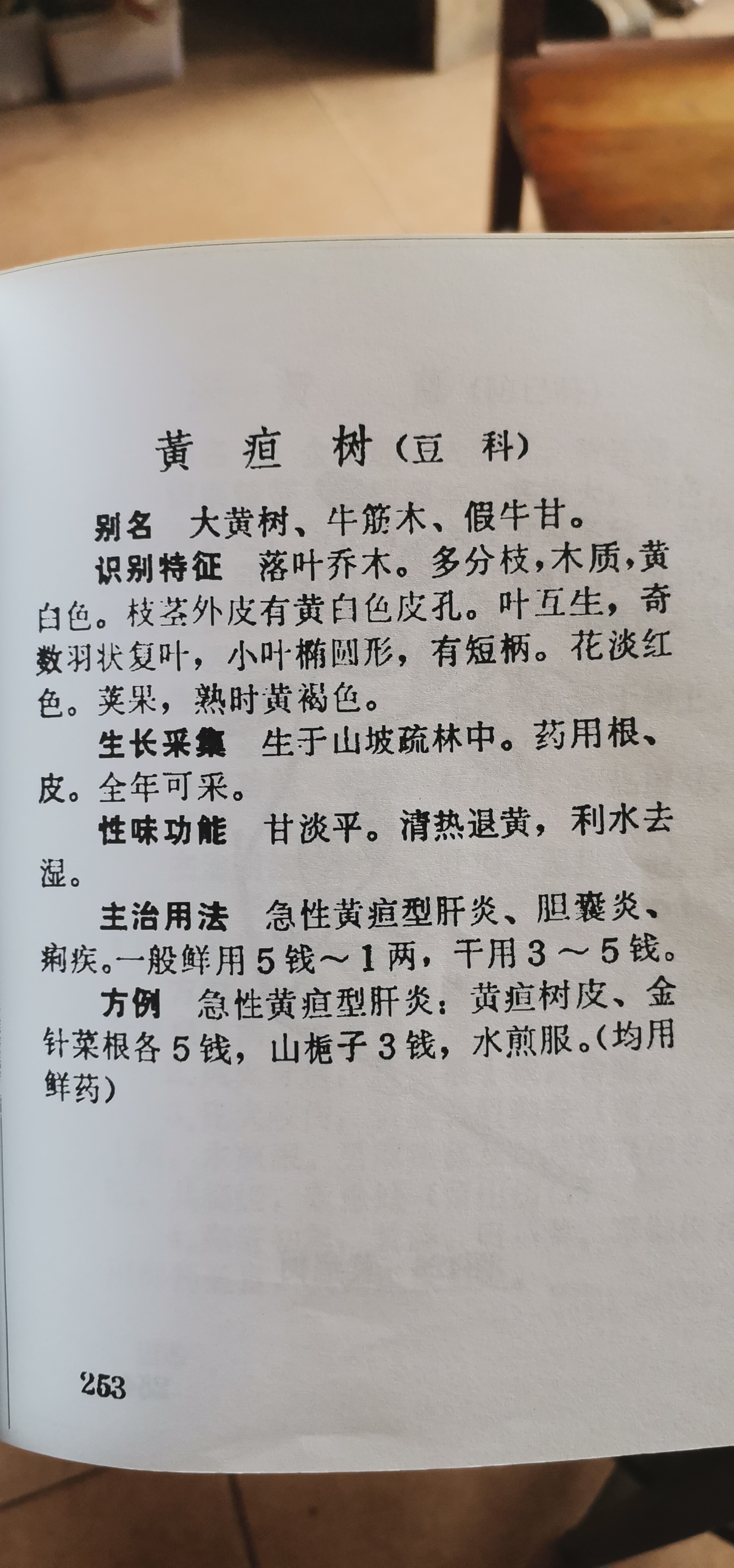 跟老师傅去认黄疸树