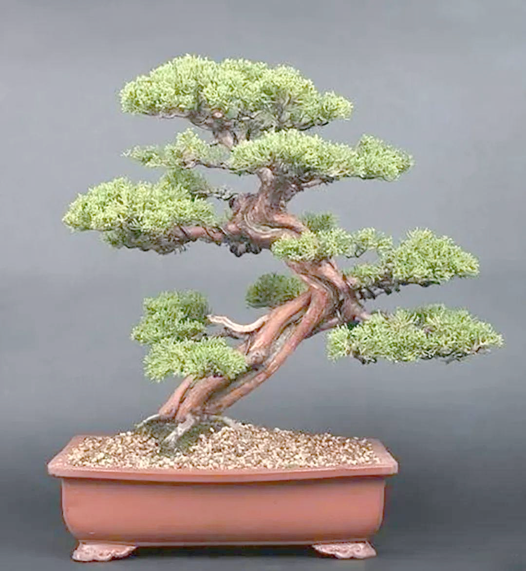 朽干式盆景:展现生命的顽强与神奇