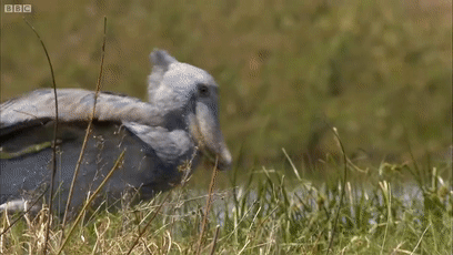 这位鸟中哈士奇能有多2,有必要在今天了解一下