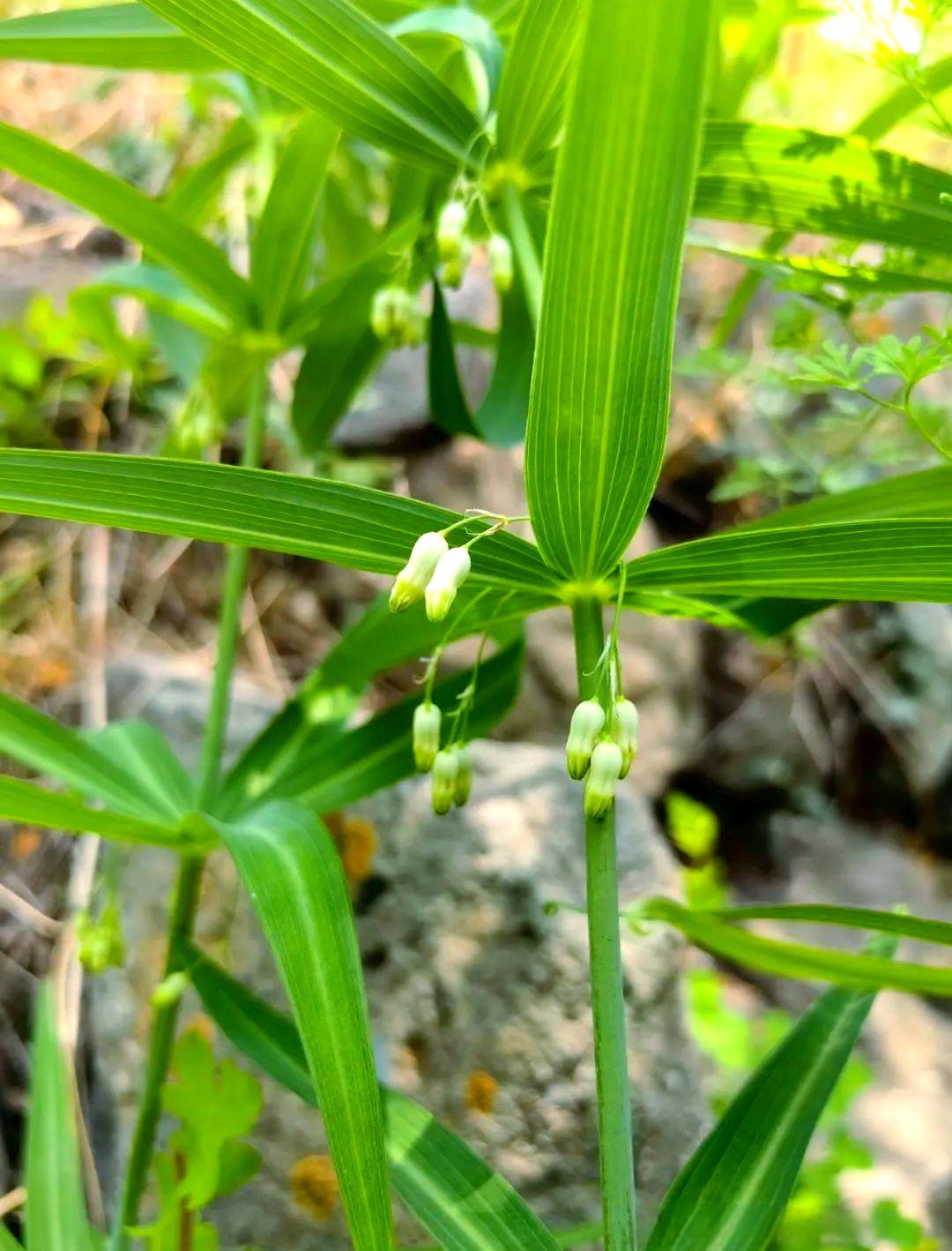 从图片到实景:黄精的魅力为何在山脚下