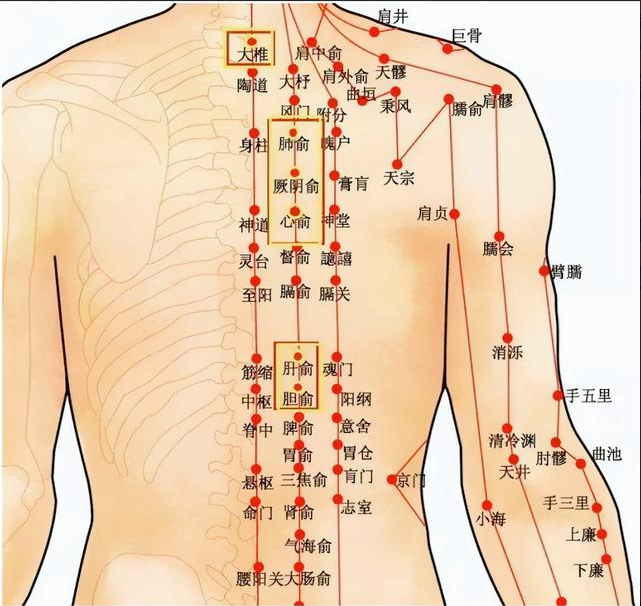 身体后背的这些经络你都知道吗?内脏有病后背先知,快来试试!
