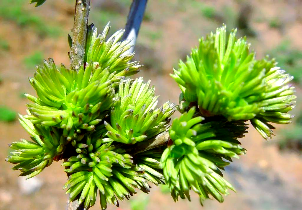 杜仲雄花:传统瑰宝的多样茶饮功效