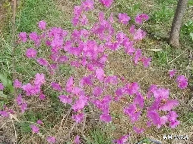 就映山红而言,我们这儿管它叫光腚花