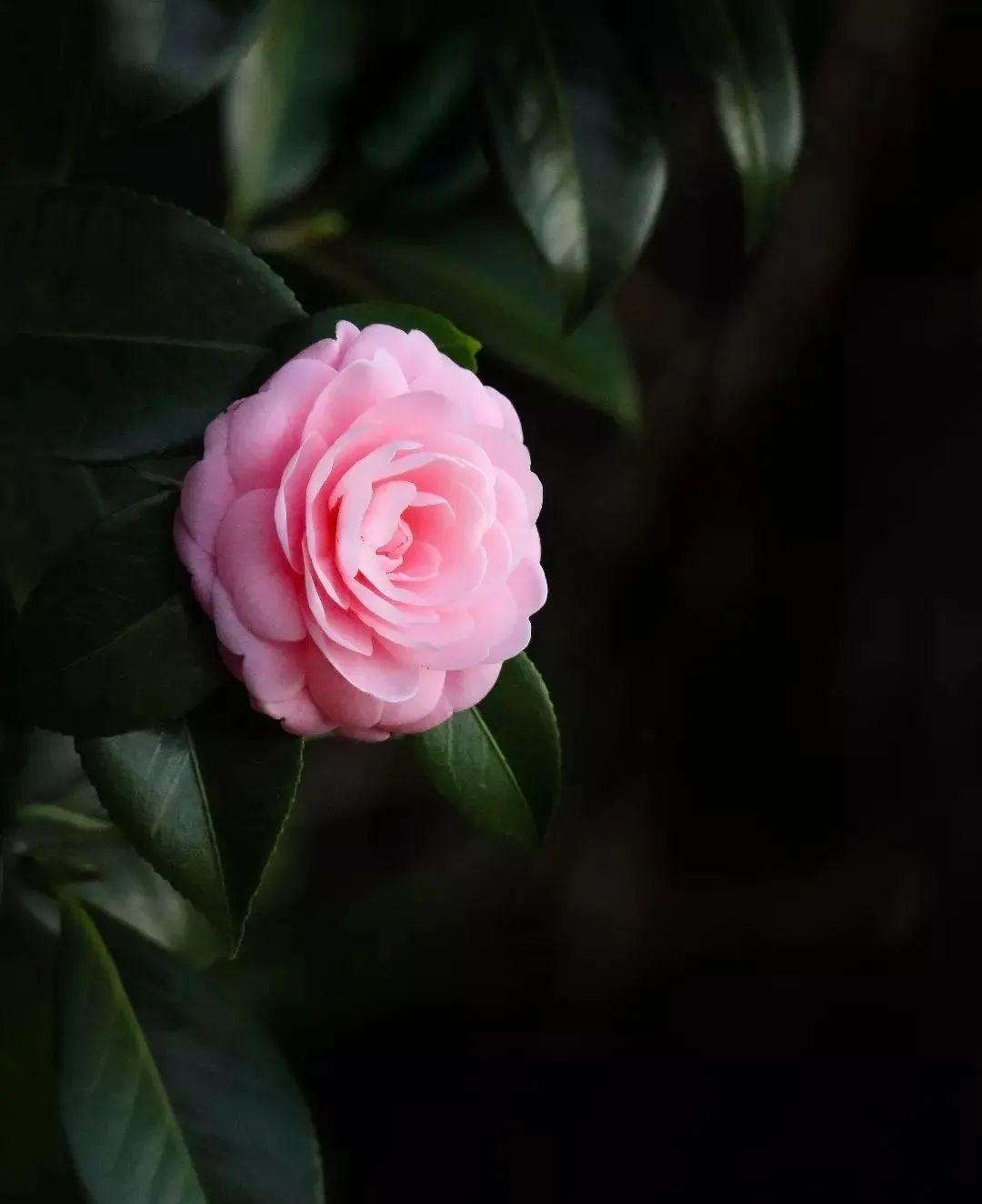 如何拍摄黑背景花朵照片?手机摄影技巧大揭秘!