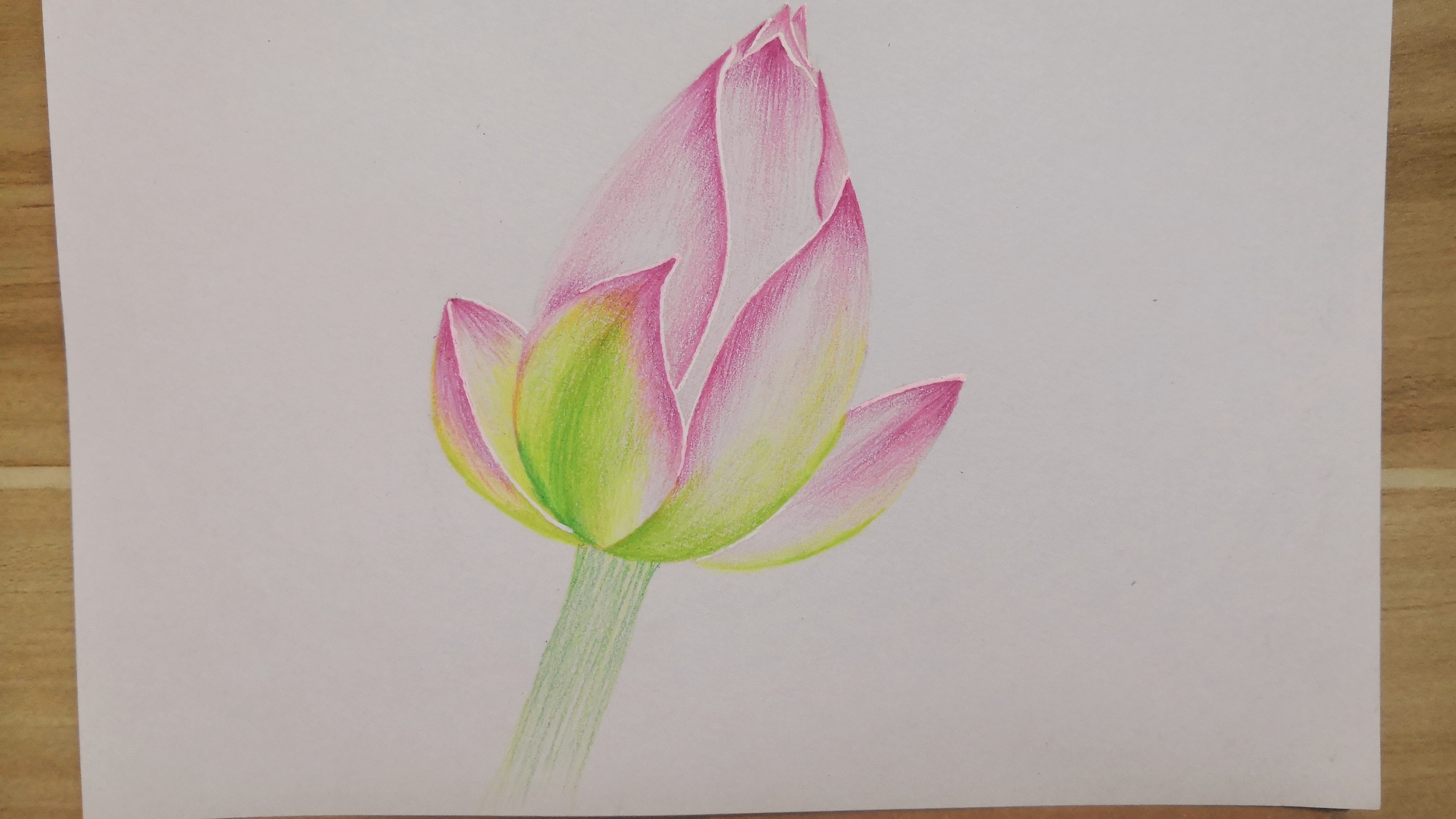 彩铅 i 彩铅含苞待放的荷花教程