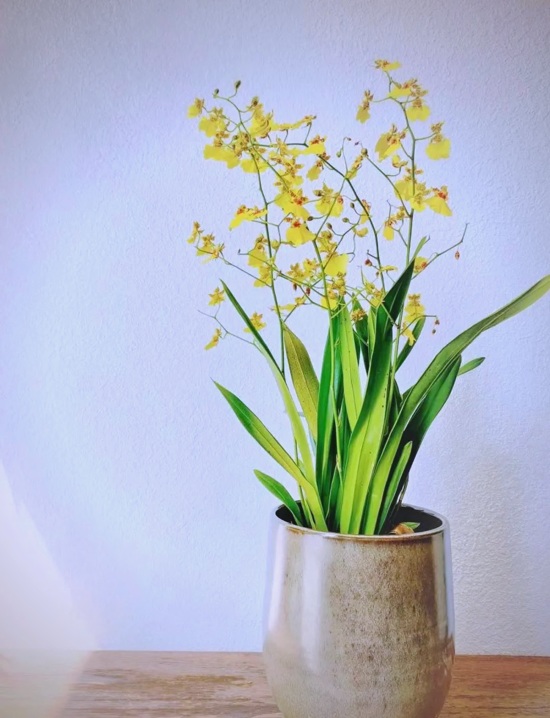 跳舞兰盆栽的养护要点与注意事项