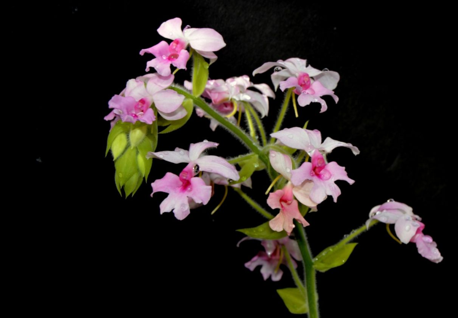 泽泻虾脊兰怎么养这样养让你的泽泻虾脊兰充满无限生机