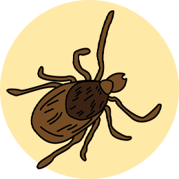 14种狗狗常见寄生虫图鉴!12种人狗共患!