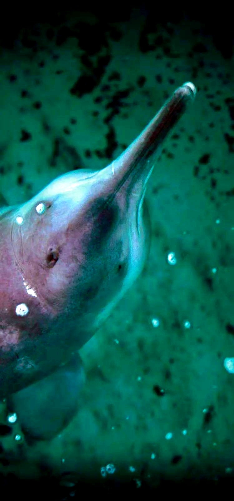 国家一级保护动物