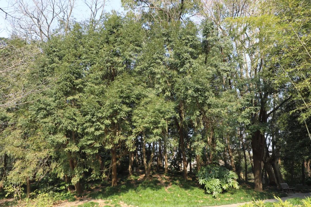 舌尖美食香榧千年中国榧树