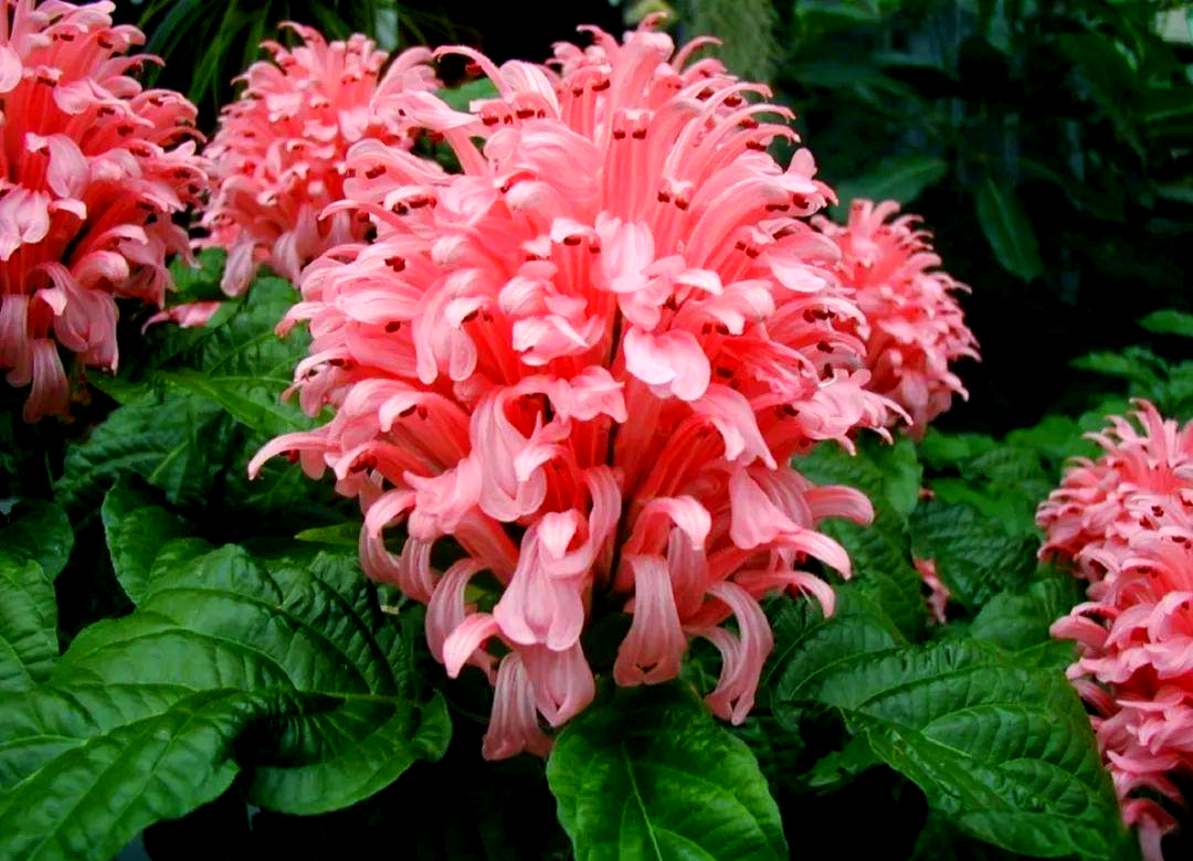 珊瑚花养护指南:从光照到繁殖的全面解读