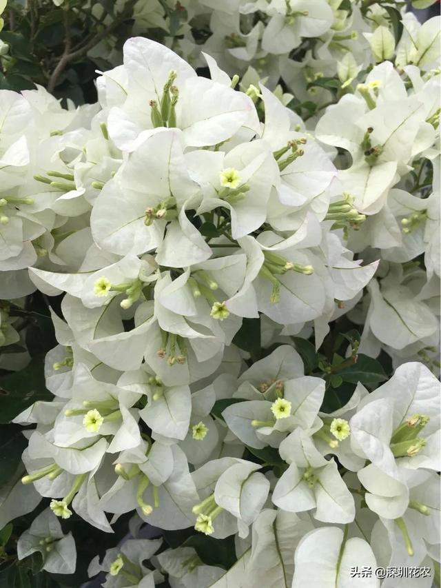 爆盆三角梅品种推荐:白雪公主三角梅