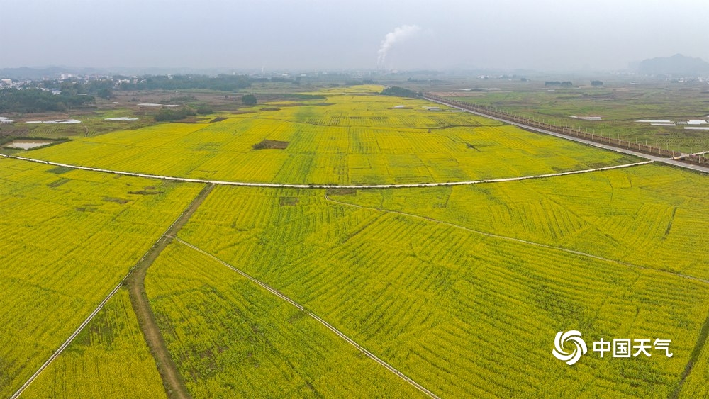 上林油菜花图片