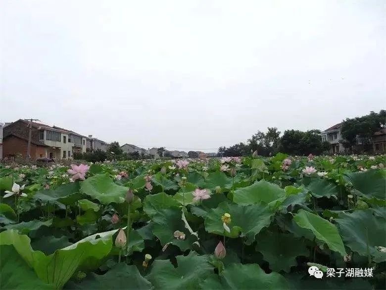 鄂州梁子湖:梁子湖区涂家垴镇万秀村成为"全国重点村"!