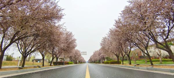 收藏最美的春天!郑州市迎宾路紫叶李竞相开放,落英缤纷醉人心