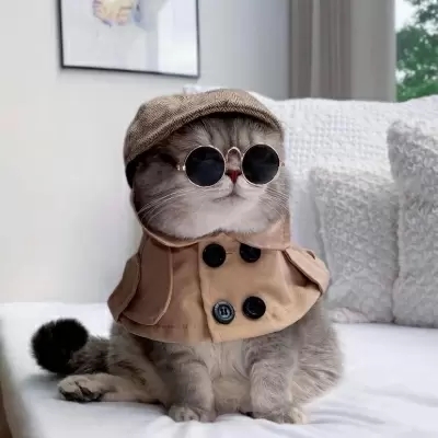 动物头像|很俏皮简单可爱的猫咪可爱头像 萌宠温柔的男女通用的猫咪头