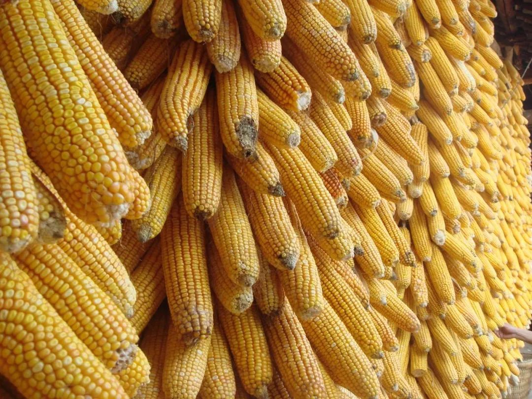 夜读|玉茭临齿梦生香