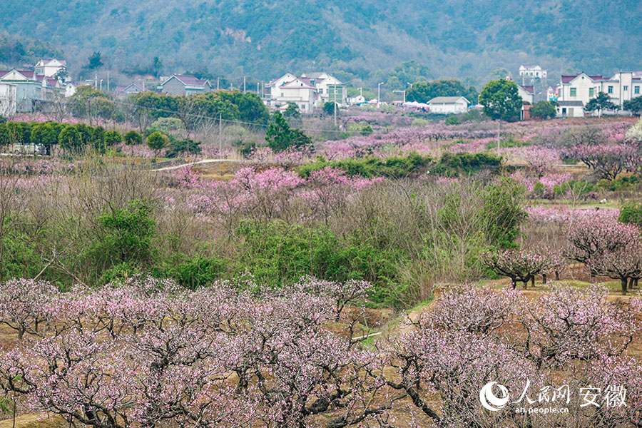 马鞍山当涂:桃花村里赏桃花 青山脚下春意浓