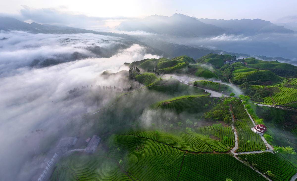 鹤峰:茶山云海如诗如画
