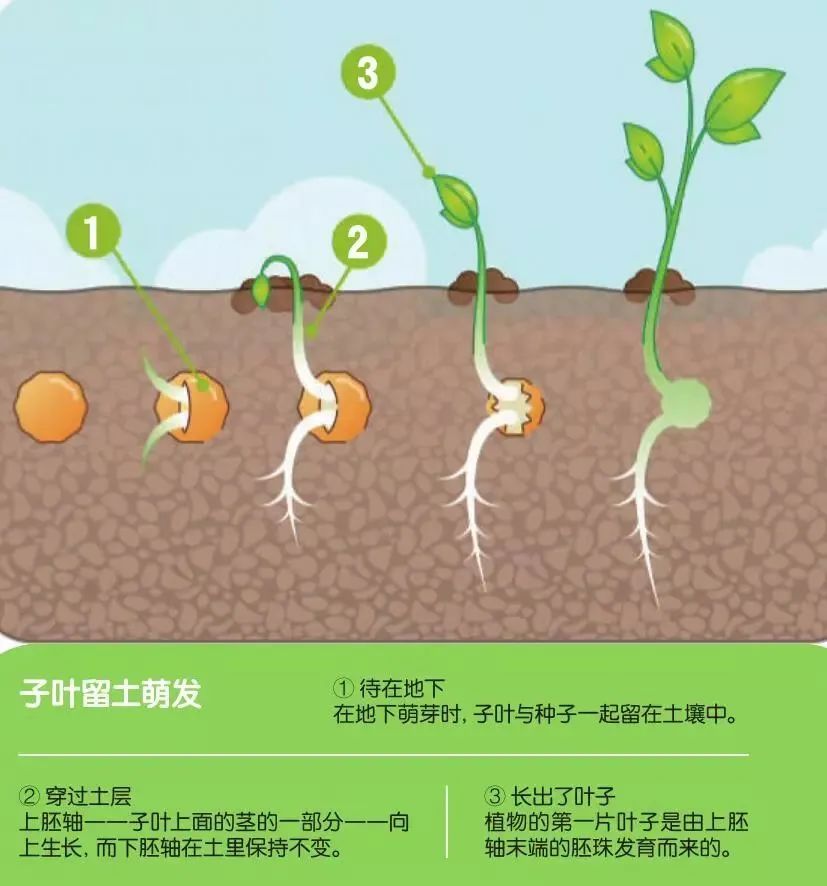 世界上什么生物的气力最大?