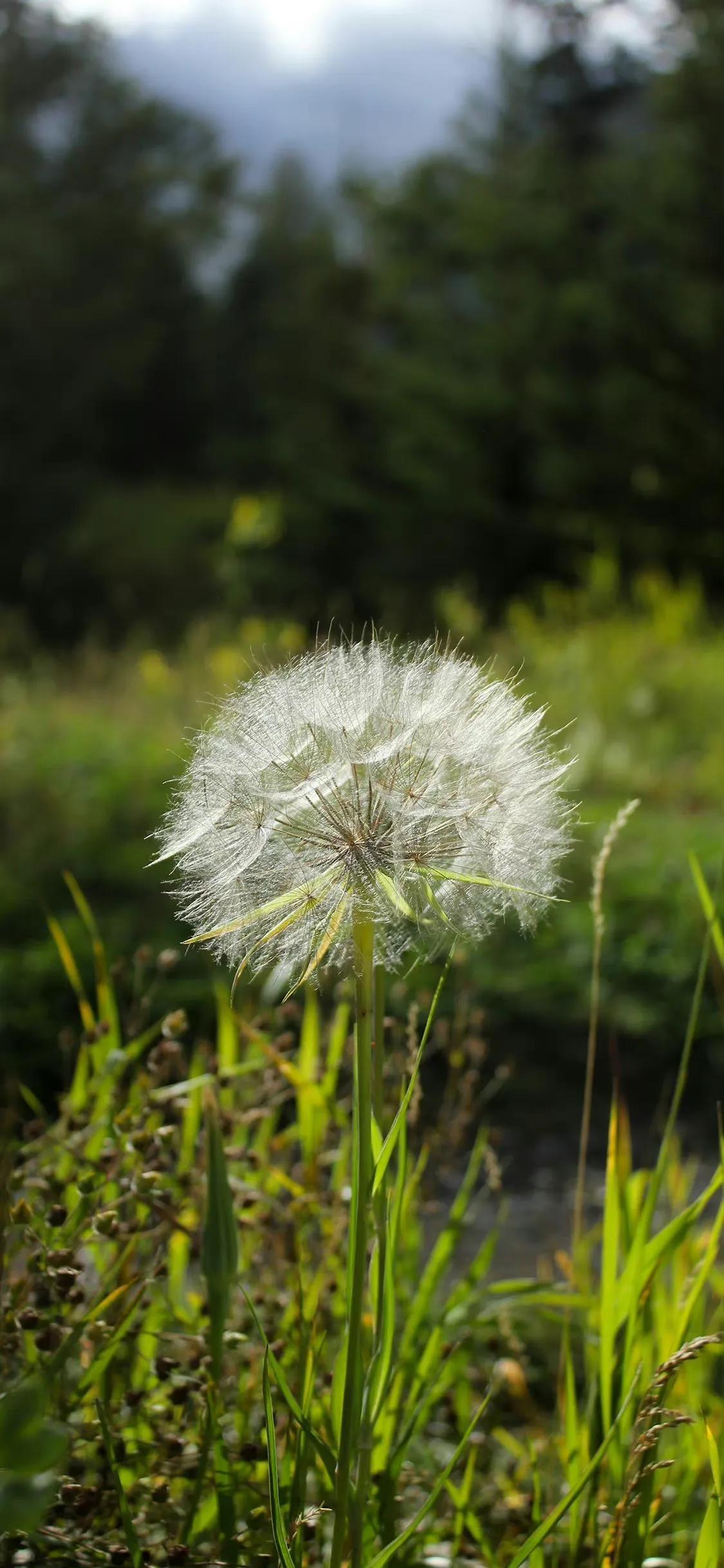 蒲公英壁纸,随风飞随风吹,去一个新的地方