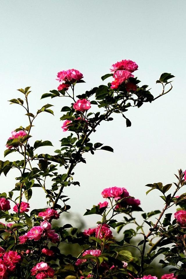 北京植物园月季花儿绽放枝头 摄影作品