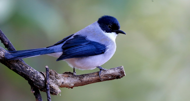 黑頭藍尾巴是什麼鳥