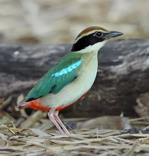 画出你心目中的仙八色鸫