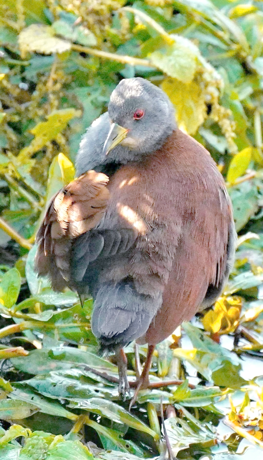 国家二级保护动物棕背田鸡首次现身米易县
