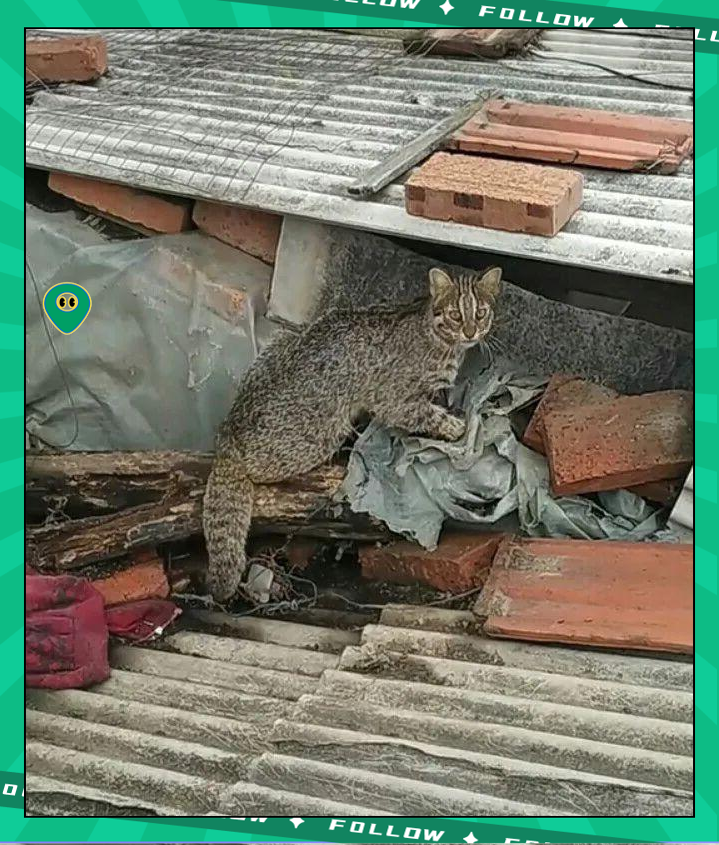 野生山狸子频繁光顾农户家,被捕兽夹捕获,体型较大