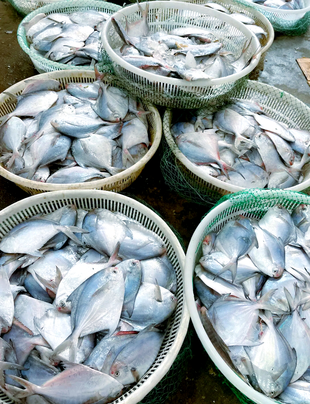 「美食指南」探索小晶鱼的烹饪之道:鲜香入味,肉质细腻不腥散