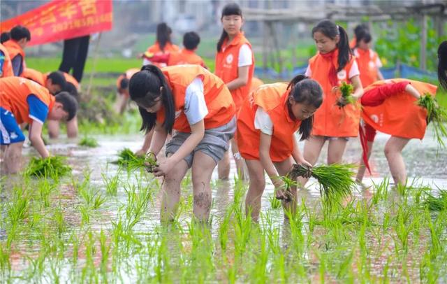 小学生下田插秧,体验粒粒皆辛苦
