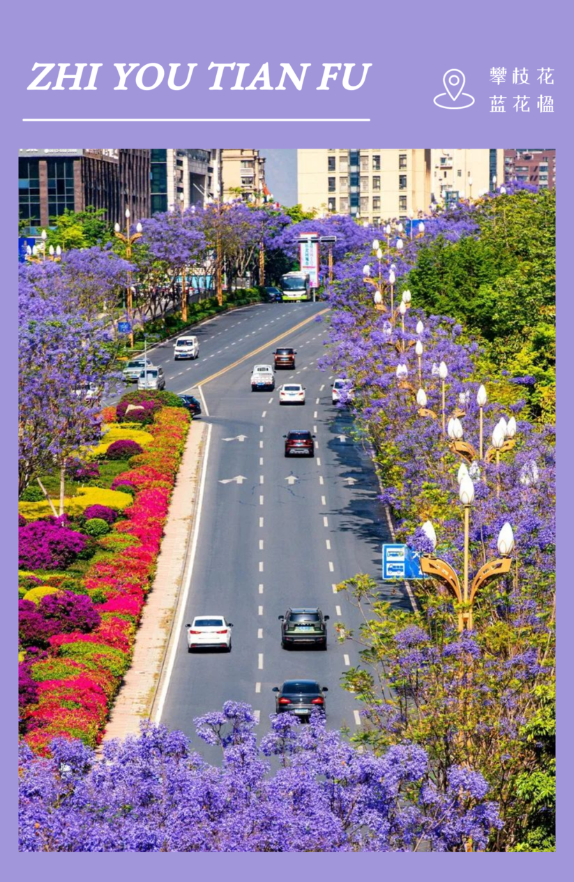 花开天府 安逸四川|攀枝花蓝花楹,唤醒初夏!