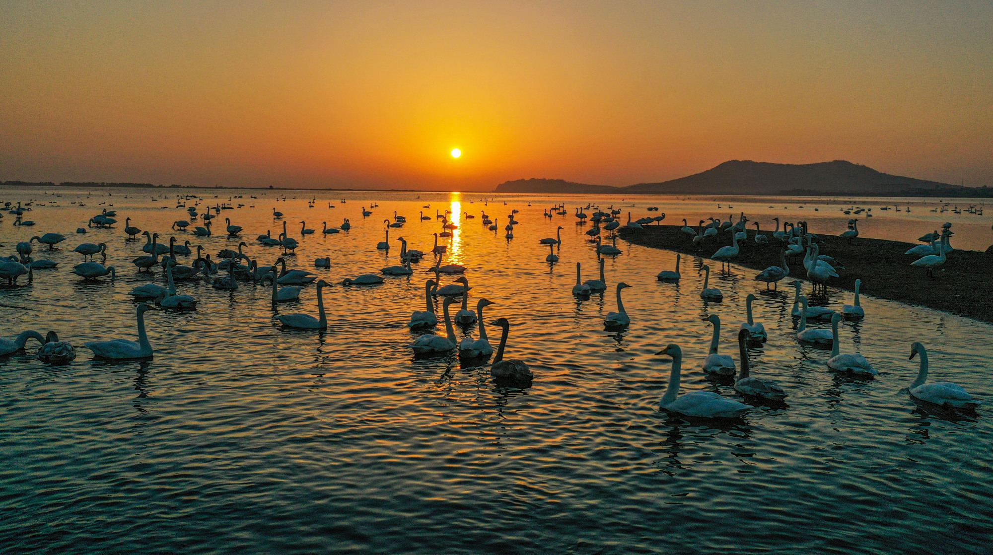 荣成天鹅湖景区图片