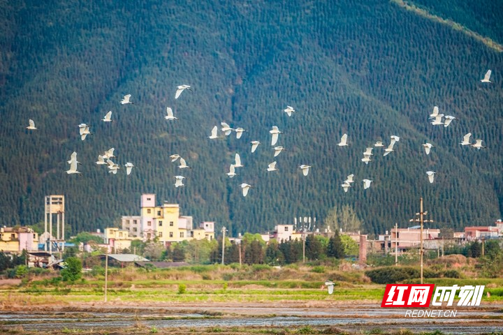 美永州丨蓝山:空中贵客!千年鸟道又迎热闹(组图)