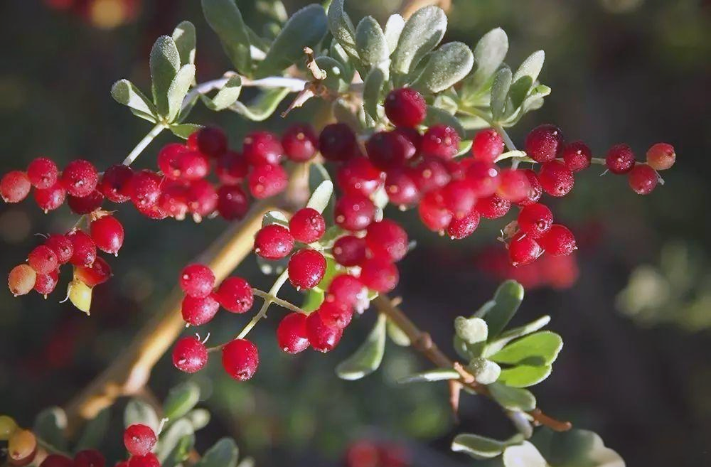 白刺果:沙漠中的美味与健康守护者